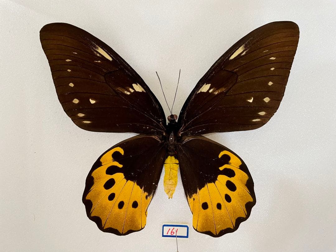 【大型】ゴライアストリバネアゲハ（1メス・パプアニューギニア産）