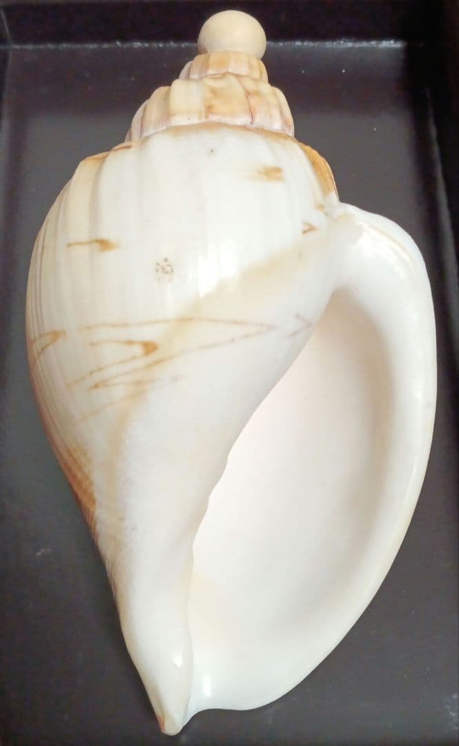 貝殻標本　ダンシャクボラ