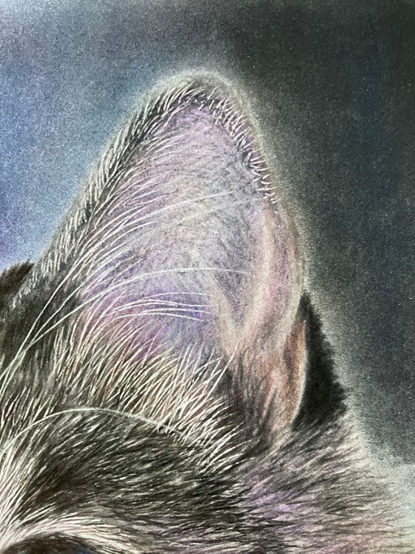 気高き猫 色鉛筆画 パステル