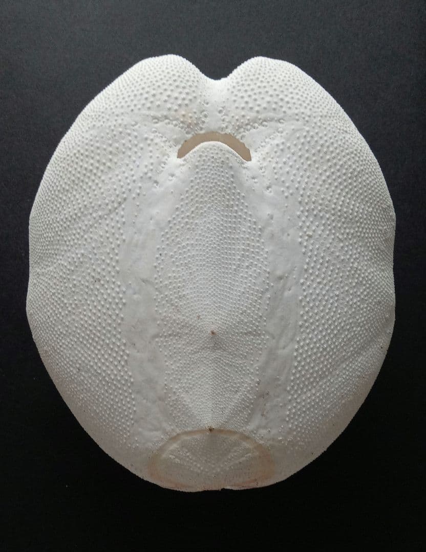 特大サイズ　ライオネスブンブク　ブンブク　標本　ウニ殻