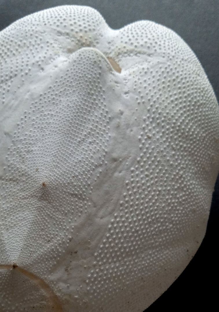 特大サイズ　ライオネスブンブク　ブンブク　標本　ウニ殻