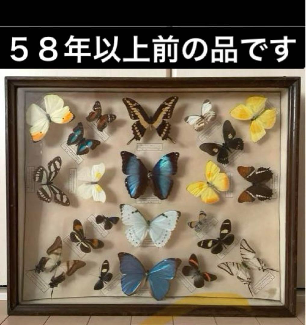 アンティーク蝶標本 モルフォ蝶　他　　ヴィンテージ昆虫標本　全22種類