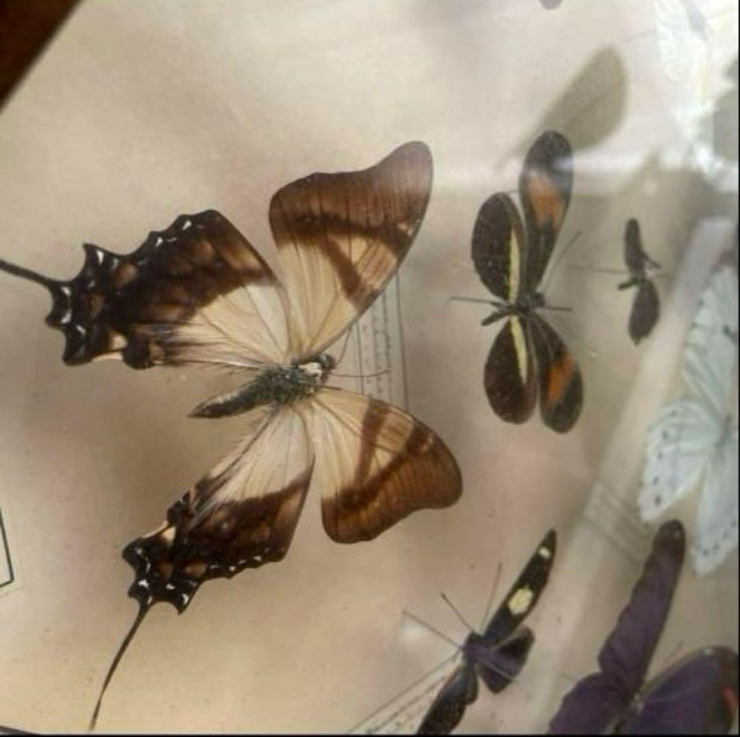 アンティーク蝶標本 モルフォ蝶　他　　ヴィンテージ昆虫標本　全22種類