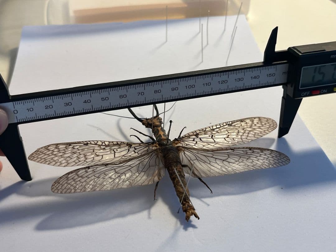 【蜻蛉希少種】キマダラオオキバヘビトンボ オオアゴヘビトンボ 昆虫標本