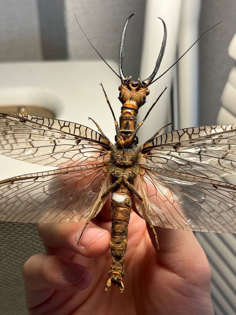 【蜻蛉希少種】キマダラオオキバヘビトンボ オオアゴヘビトンボ 昆虫標本