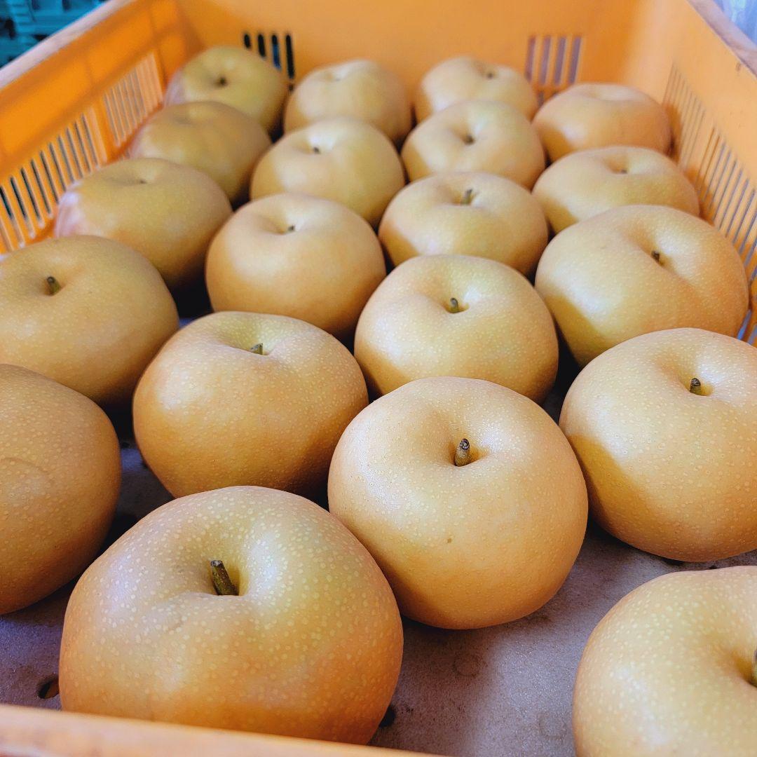 南水 良い子10キロ ストックどうぞ