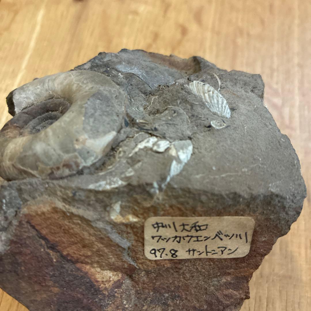 アンモナイト化石 約20cm 1997.8採掘