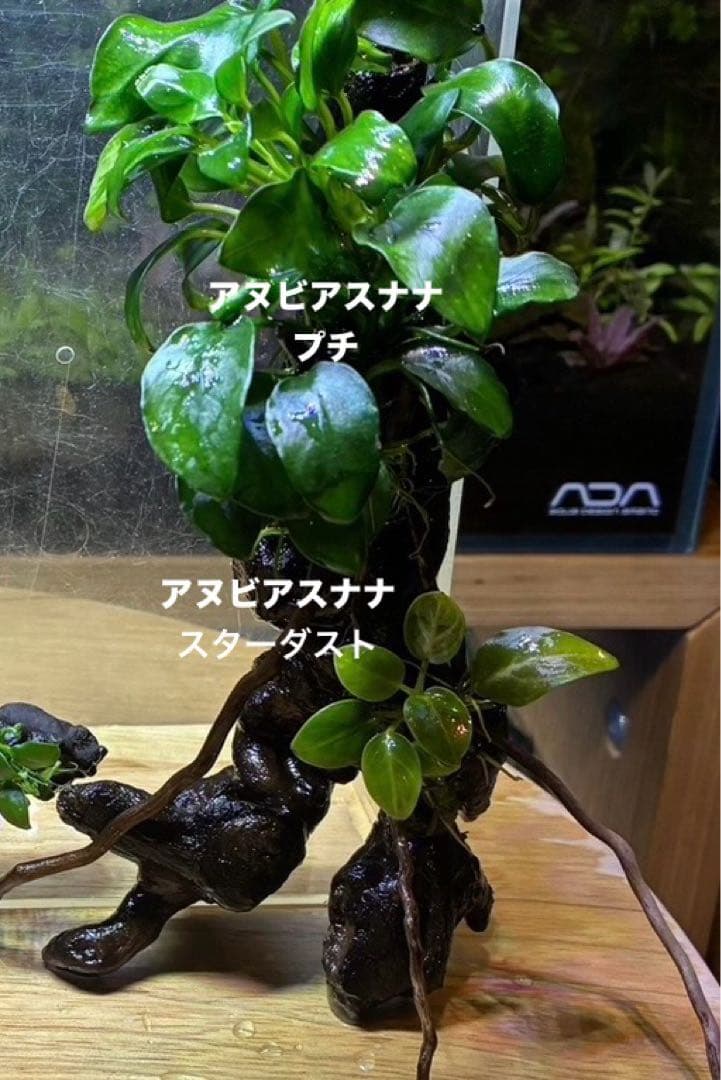 水草茂「はる様オーダー用」