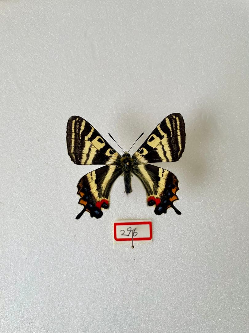 【杣山型異常型】ギフチョウ（オス、福井県）