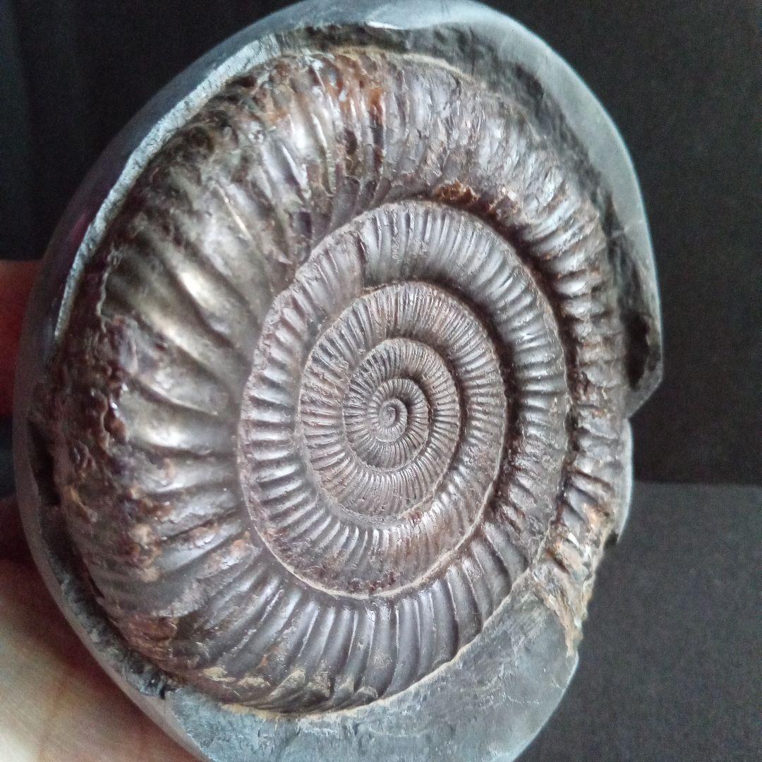 イギリス産　ジュラ紀　アンモナイト　特大　88m　美麗標本