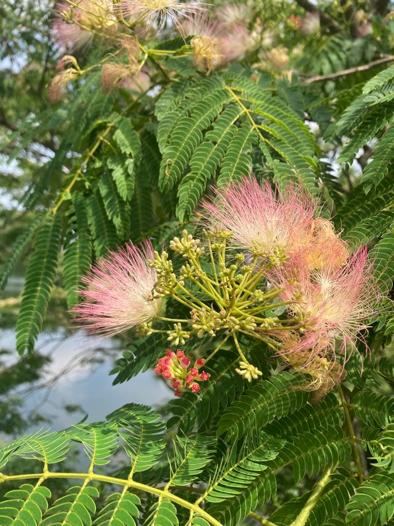 tomon ニホンミツバチ　生ハチミツ1120g