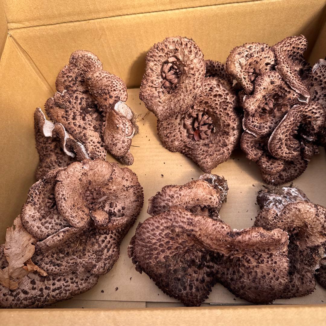 1信州上伊那産天然香茸￼1kg