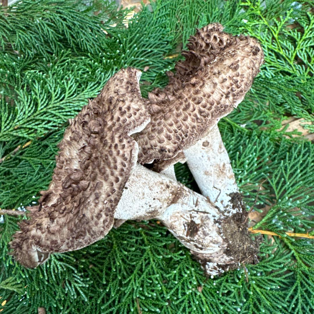 1信州上伊那産天然香茸￼1kg