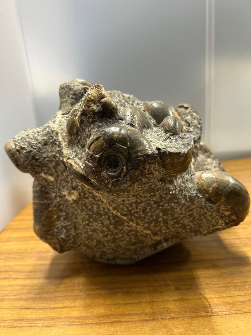 【希少】異常巻き　アンモナイト　化石　ヘテロマーファ　スカフィテス属　4730g