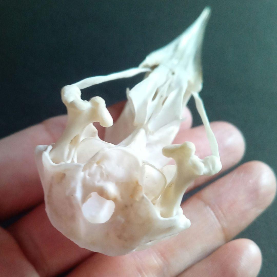 アオサギ　鷺　頭部　頭骨　スカル　極美麗標本