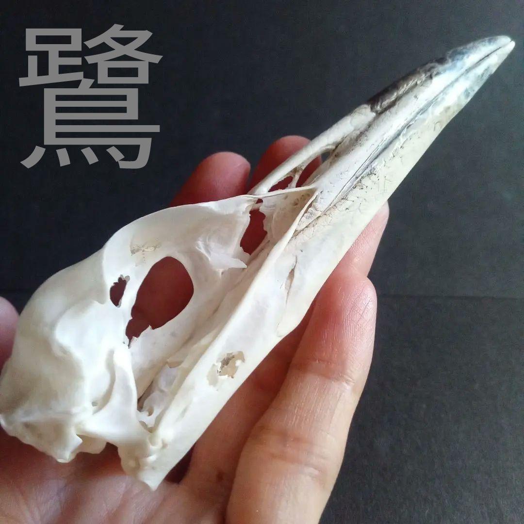 アオサギ　鷺　頭部　頭骨　スカル　極美麗標本