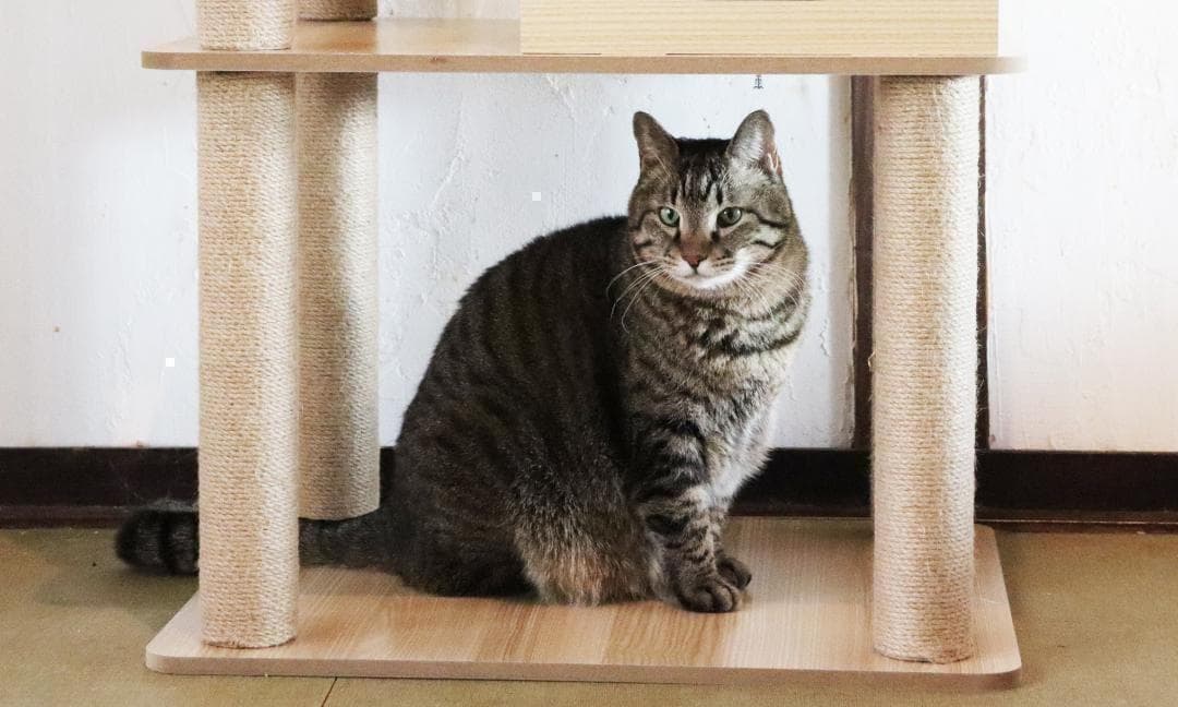 2025新型キャットタワー 木製 宇宙船　展望台　多頭飼い 大型猫　178cm