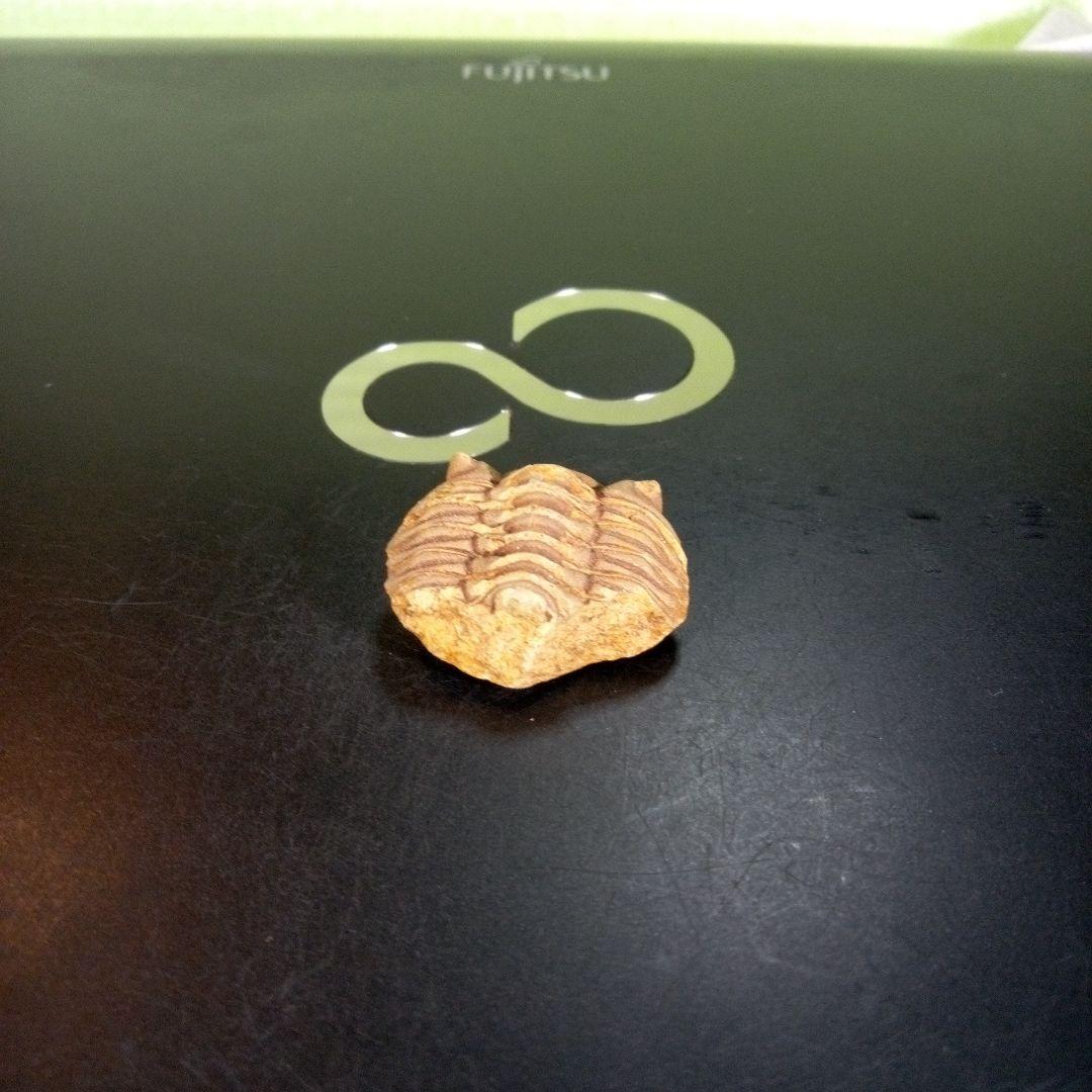 三葉虫　化石　fossil　ボリビア産　trilobite　南アメリカ化石郡⑤