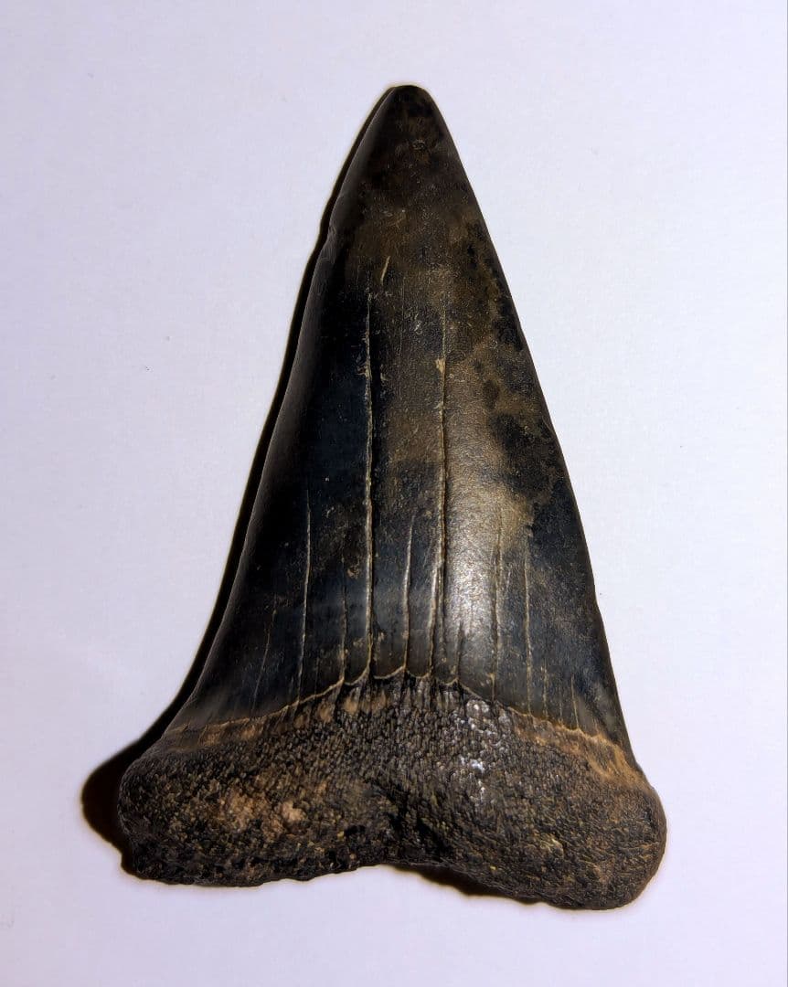 ホホジロザメ　ハスタリス　サメの歯化石