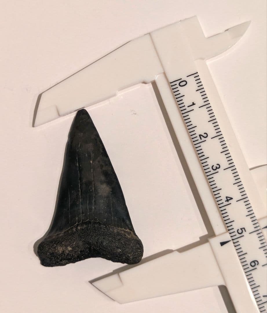 ホホジロザメ　ハスタリス　サメの歯化石