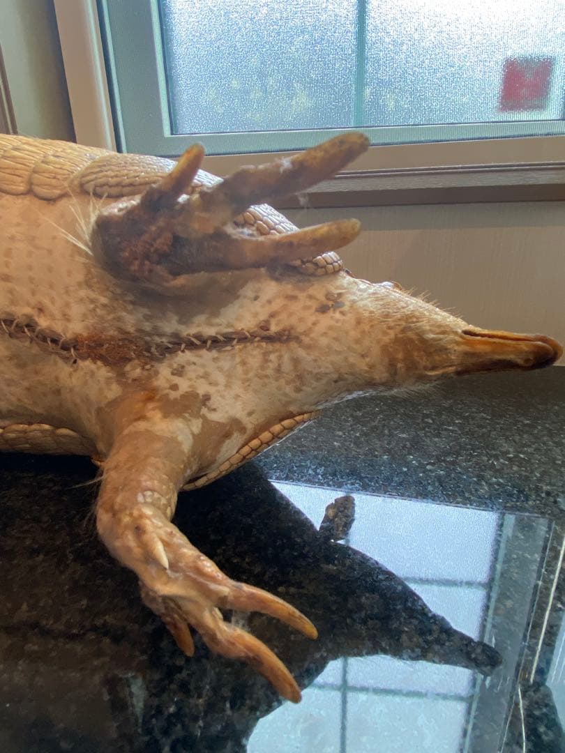 アルマジロ剥製 置物 インテリア 置き物 哺乳類 被甲目 標本 オブジェ 珍獣