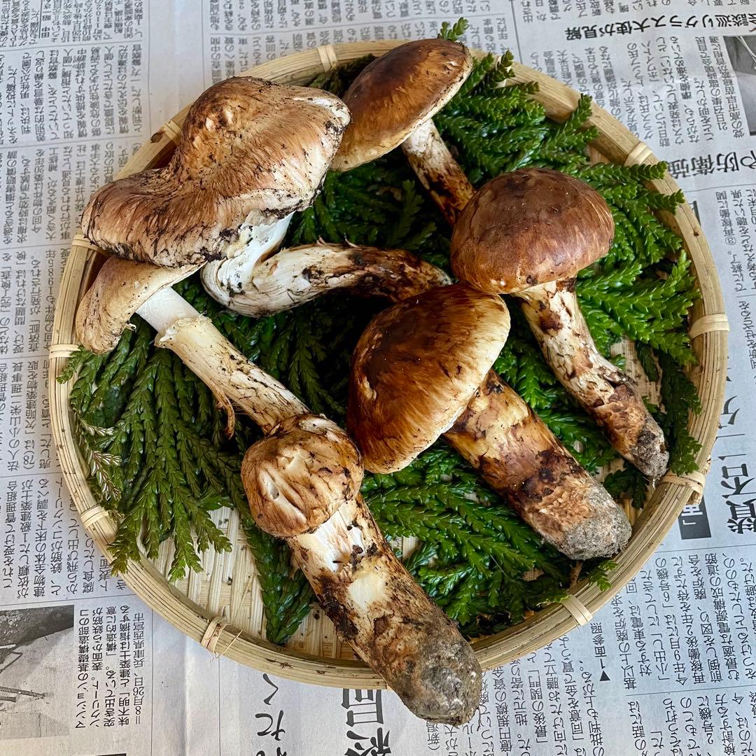 天然きのこ 松茸 国産 マツタケ まつたけ 山形県産 森の凛さん採取 その164