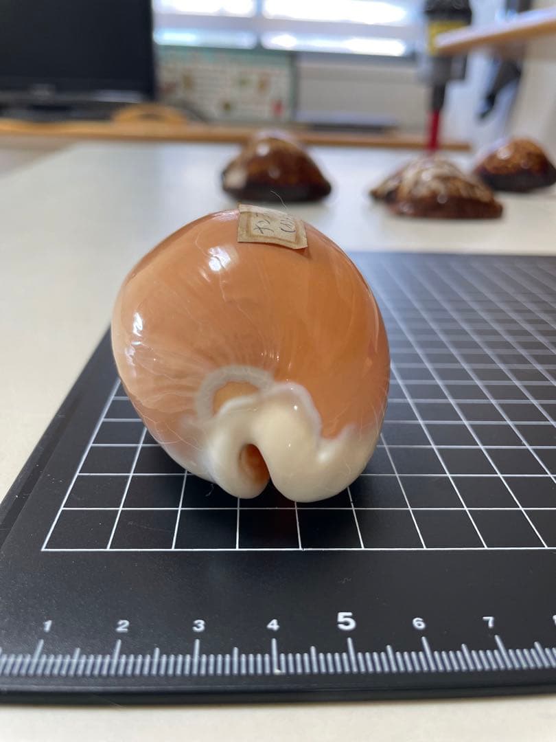 ナンヨウダカラ　貝殻　標本