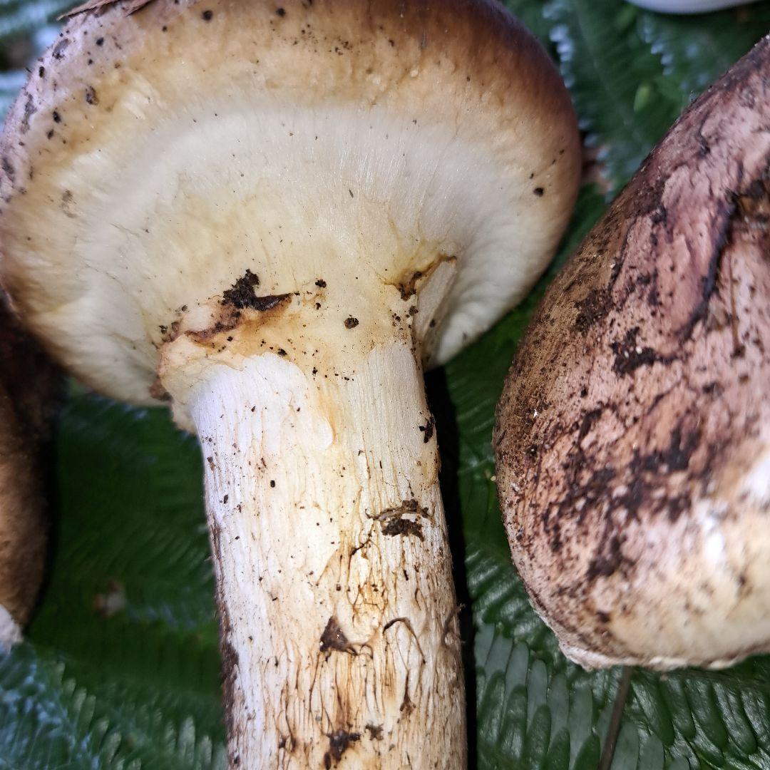 広島県産松茸　281g　虫食いあり　 ラスト1品