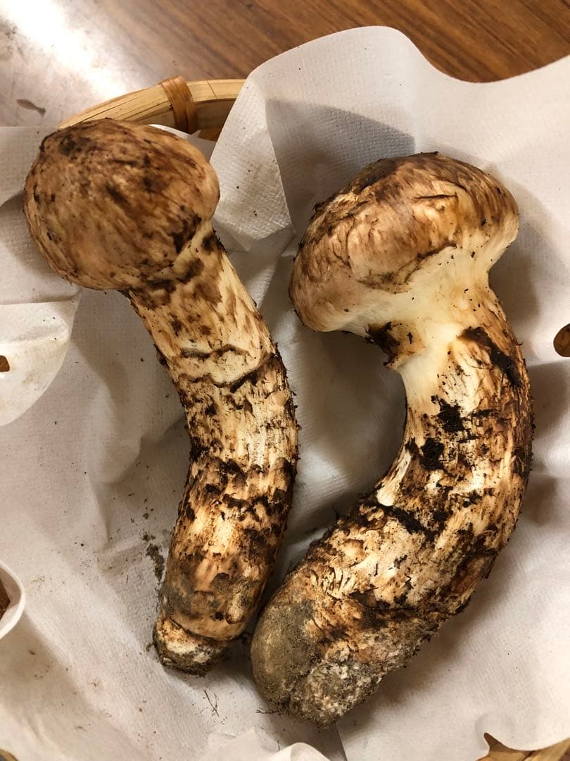 岩手県産　上物天然松茸（190.5g）①