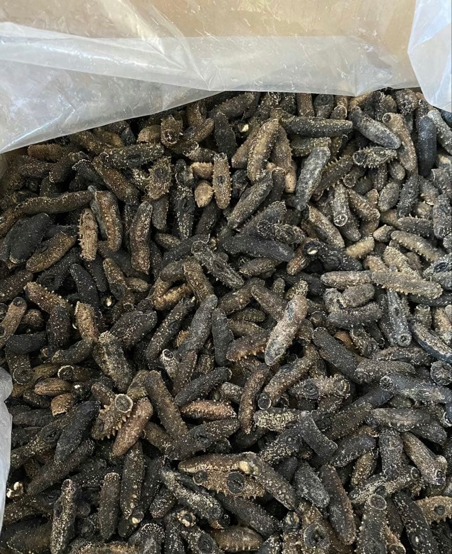 関西　乾燥ナマコ　海鼠　 Aランク　500g