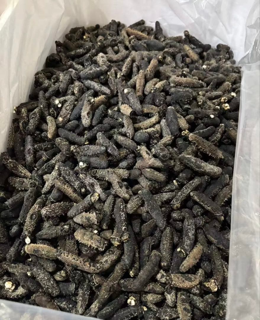 関西　乾燥ナマコ　海鼠　 Aランク　500g