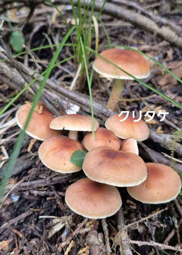 トマト様おまとめ専用です^^