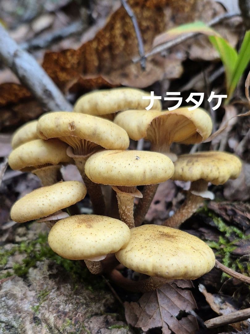 トマト様おまとめ専用です^^