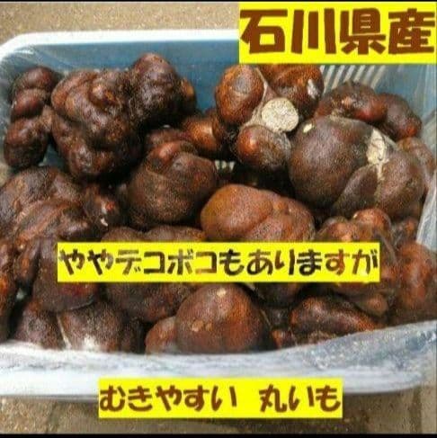 業務用 最安値 石川県 加賀 丸いも ワケあり 小玉 10キロ (山芋)
