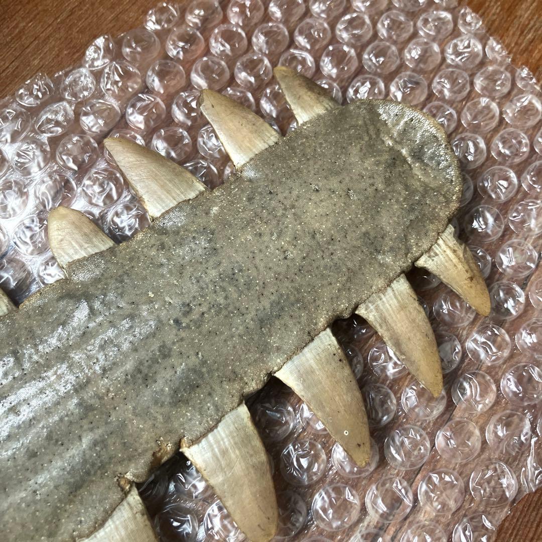 希少 ノコギリエイ 吻 全長約74cm 歯 博物 雑貨