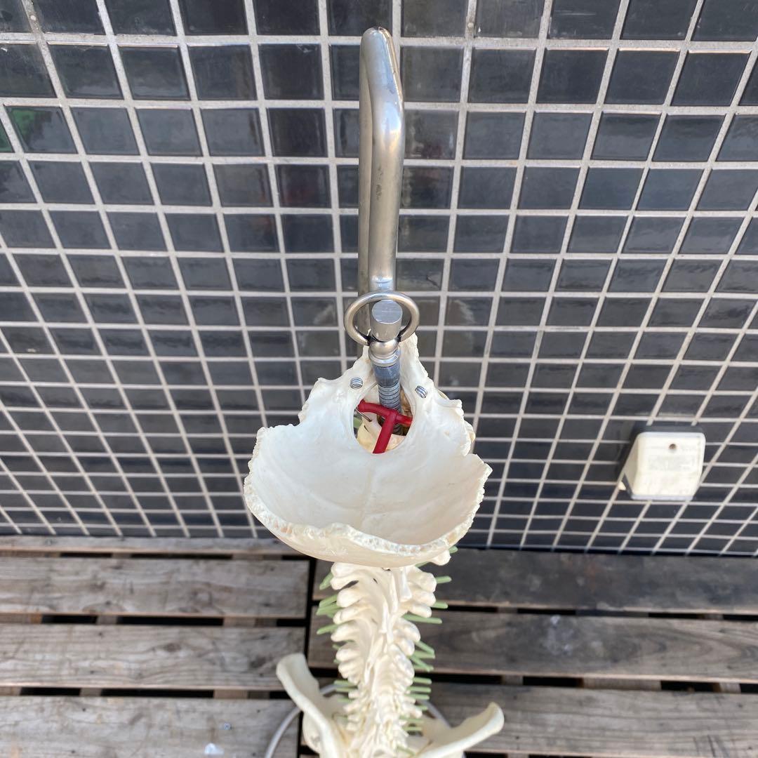 人体模型 脊柱骨格 スタンド付き ヴィンテージオブジェ 標本 置物