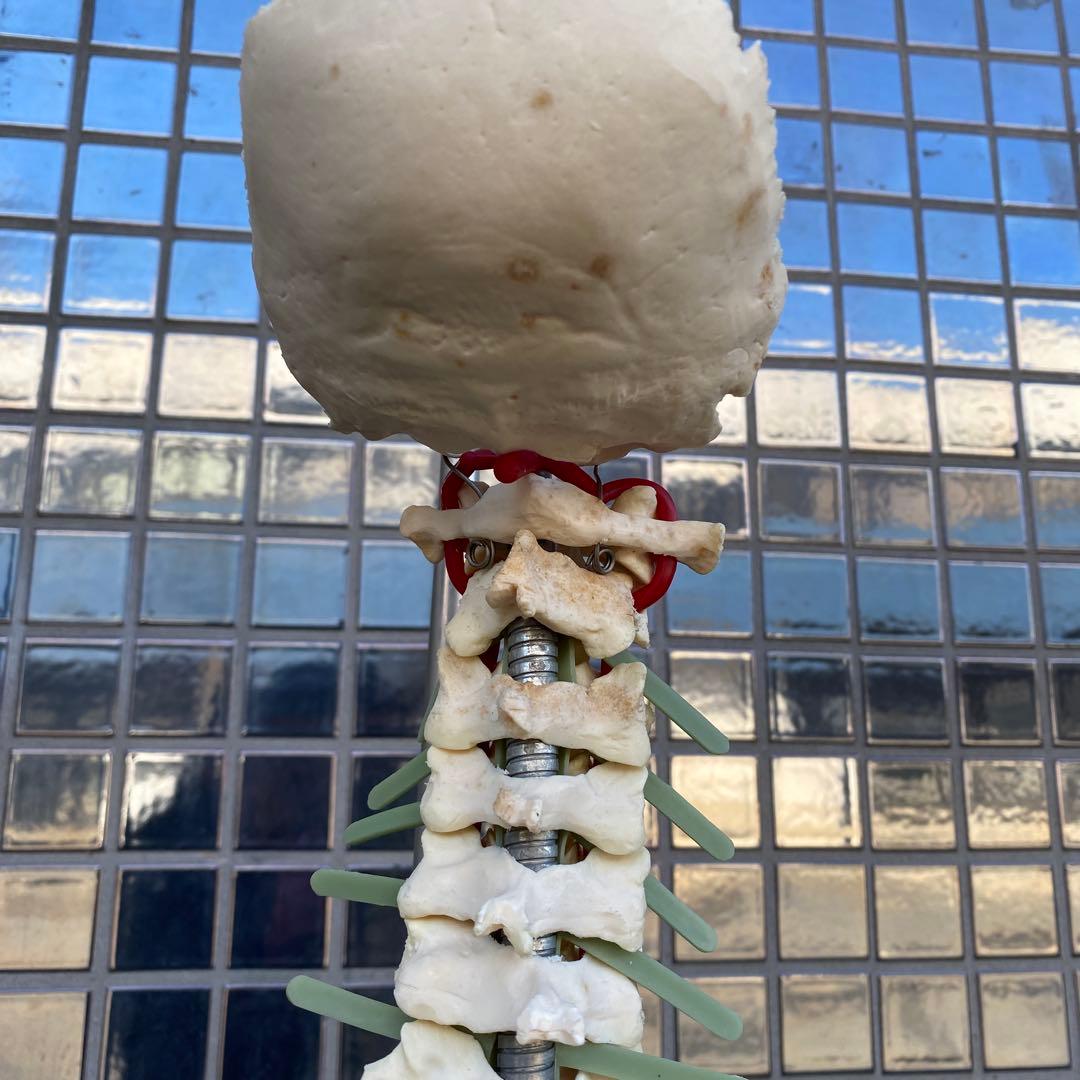 人体模型 脊柱骨格 スタンド付き ヴィンテージオブジェ 標本 置物