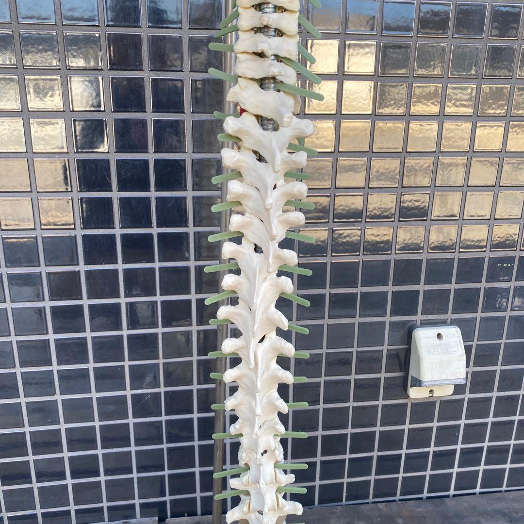 人体模型 脊柱骨格 スタンド付き ヴィンテージオブジェ 標本 置物