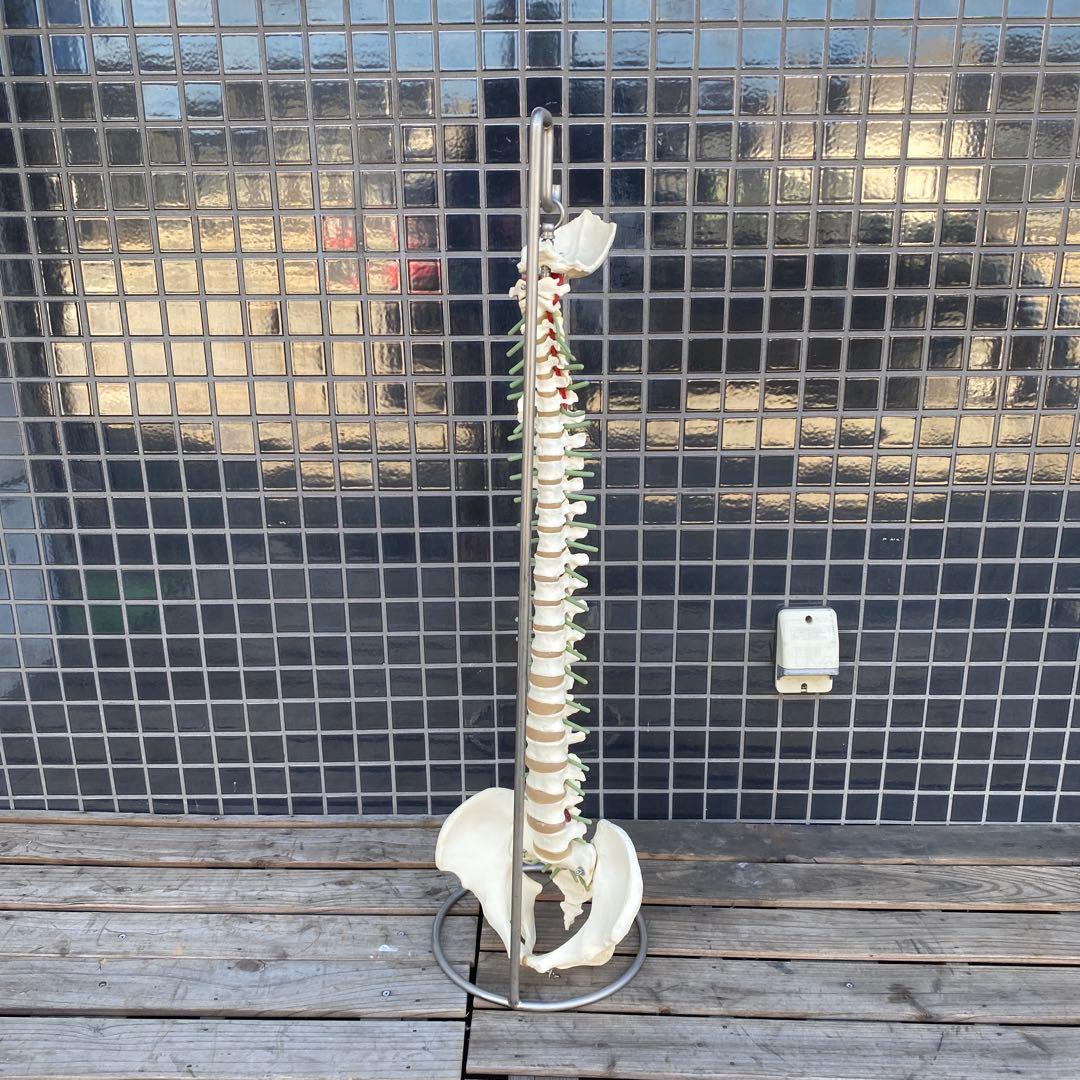 人体模型 脊柱骨格 スタンド付き ヴィンテージオブジェ 標本 置物