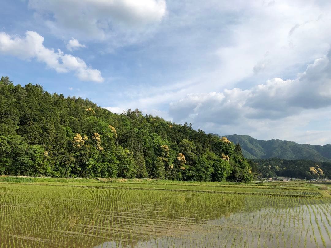 丹波産　コシヒカリ　白米10キロ　特別栽培米