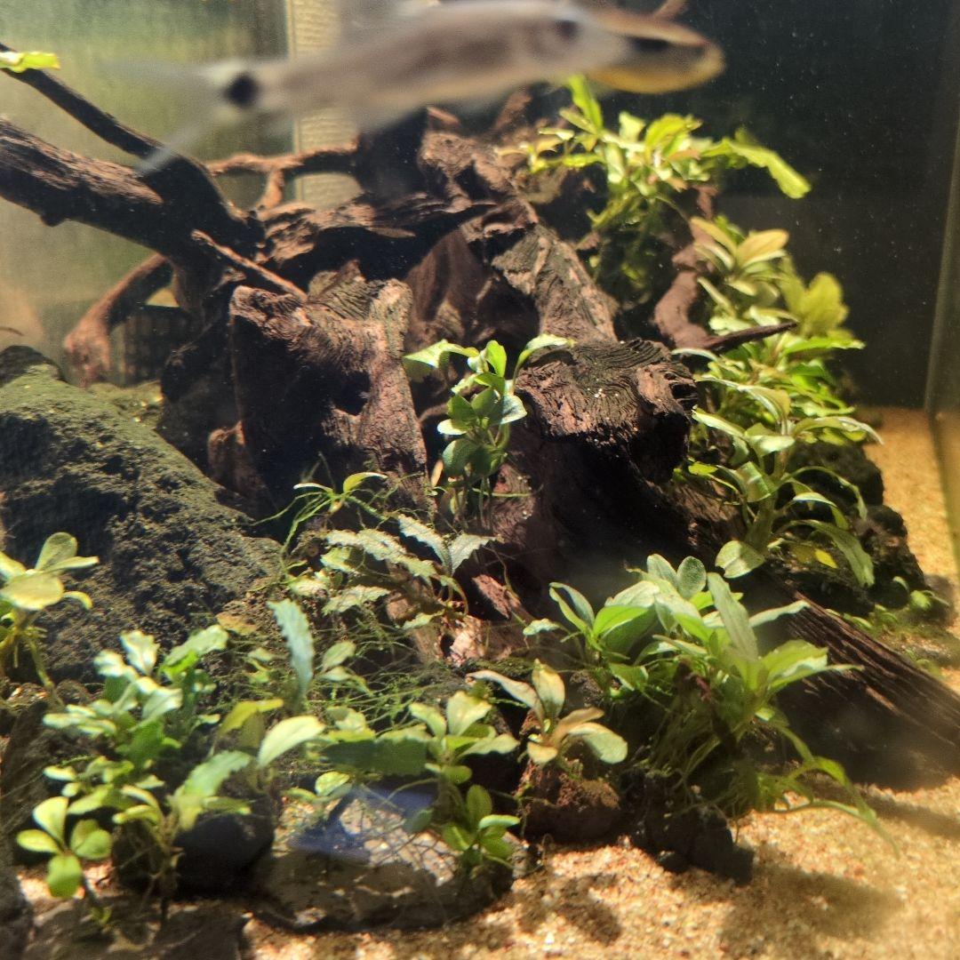 ブセファランドラ　写真のものすべて　水中葉　引退出品