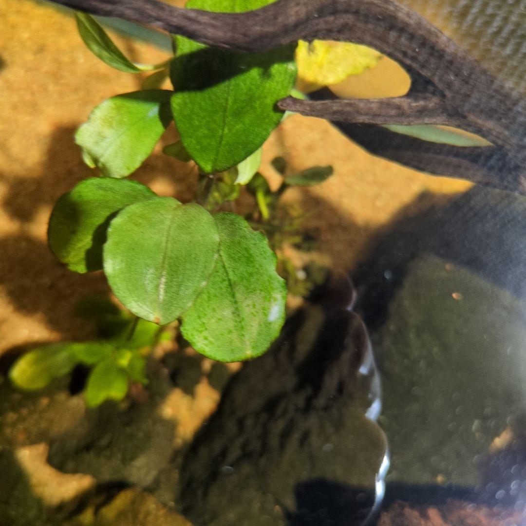 ブセファランドラ　写真のものすべて　水中葉　引退出品