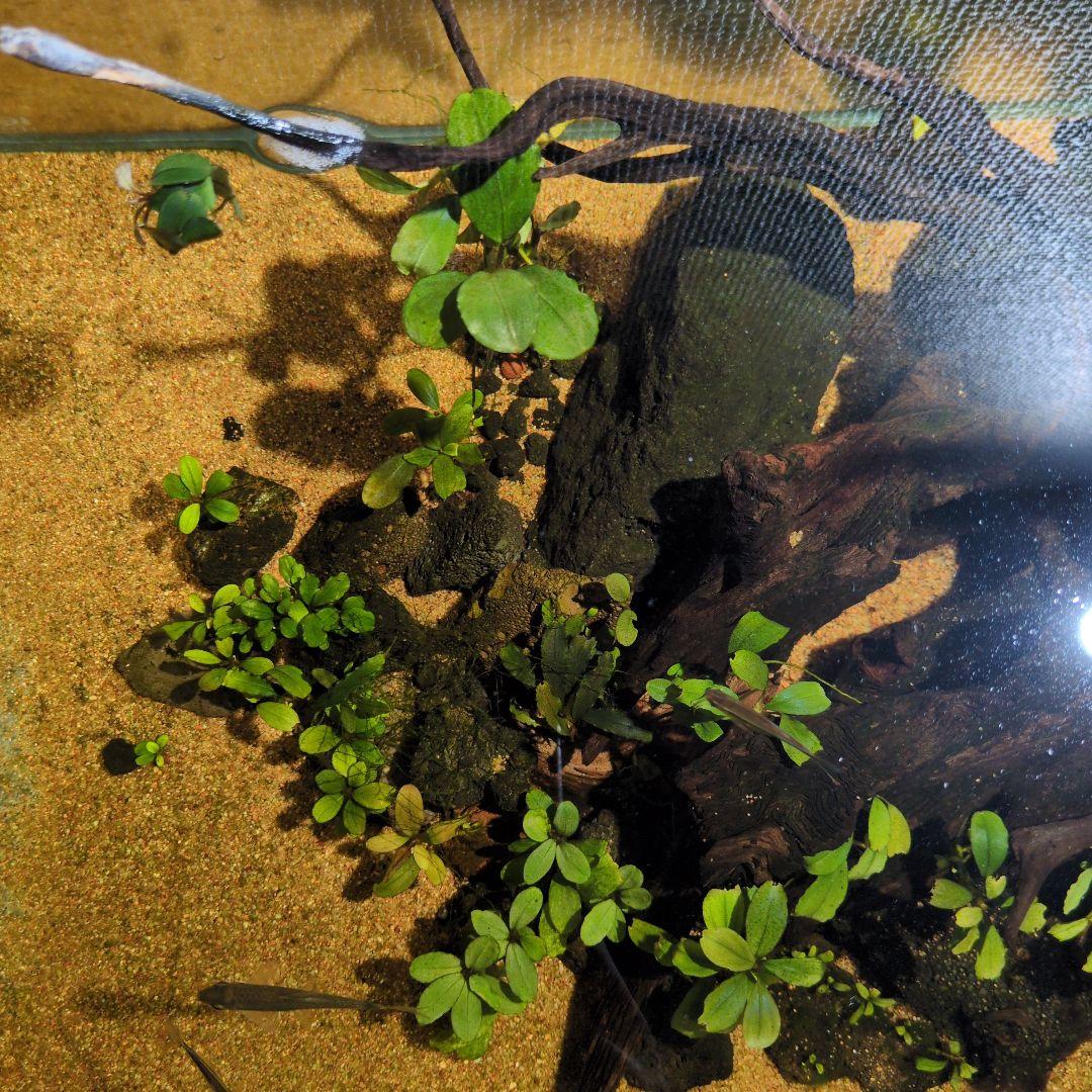 ブセファランドラ　写真のものすべて　水中葉　引退出品