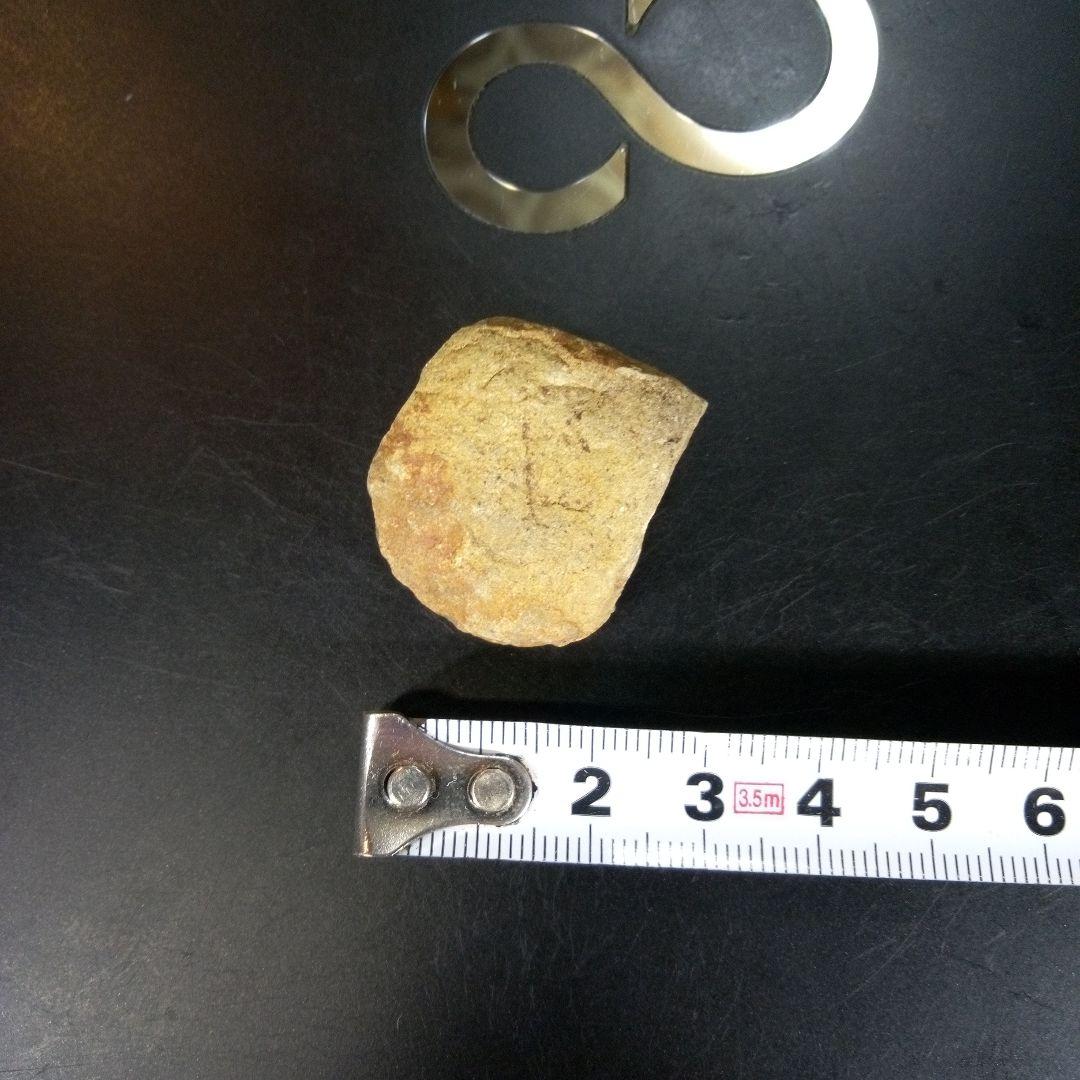 三葉虫　化石　fossil　ボリビア産　trilobite　南アメリカ化石郡⑦