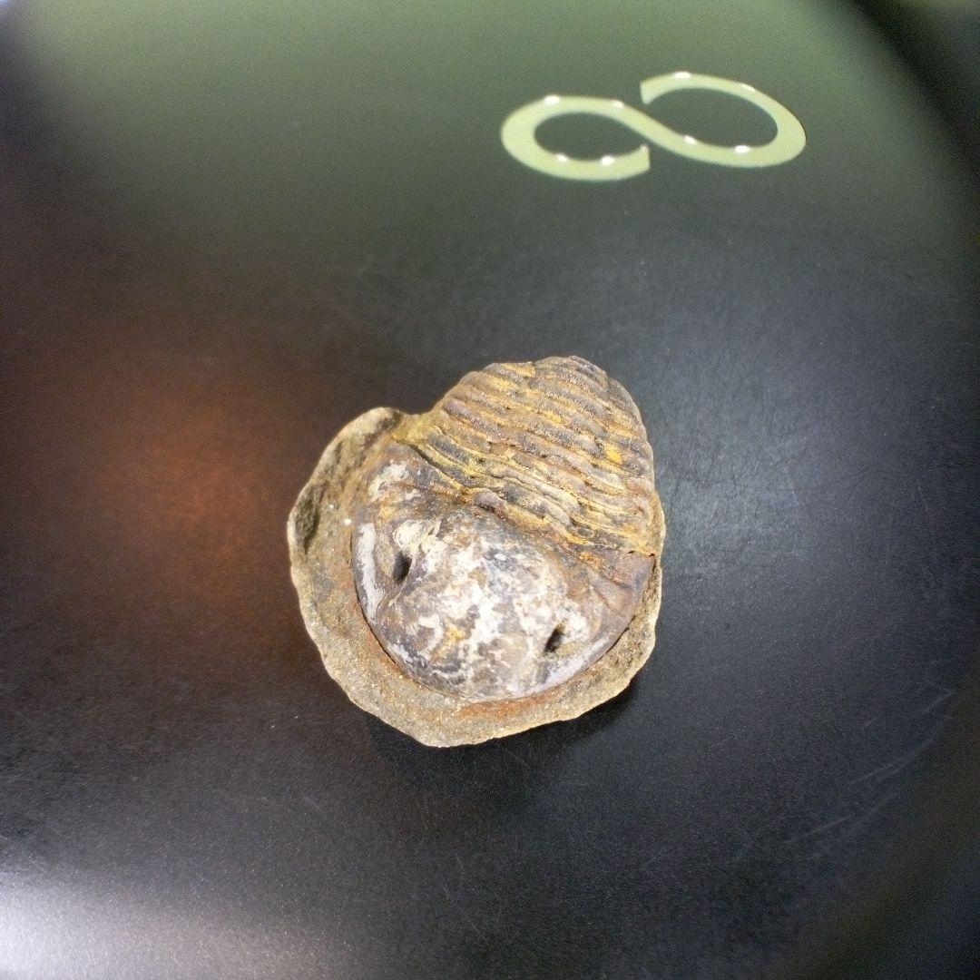 三葉虫　化石　fossil　ボリビア産　trilobite　南アメリカ化石郡⑦
