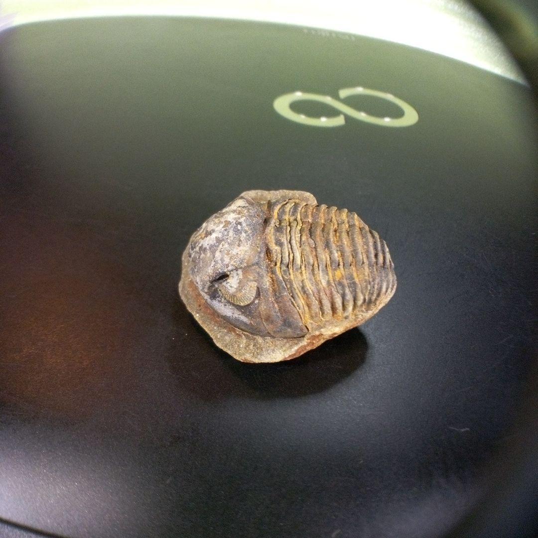 三葉虫　化石　fossil　ボリビア産　trilobite　南アメリカ化石郡⑦