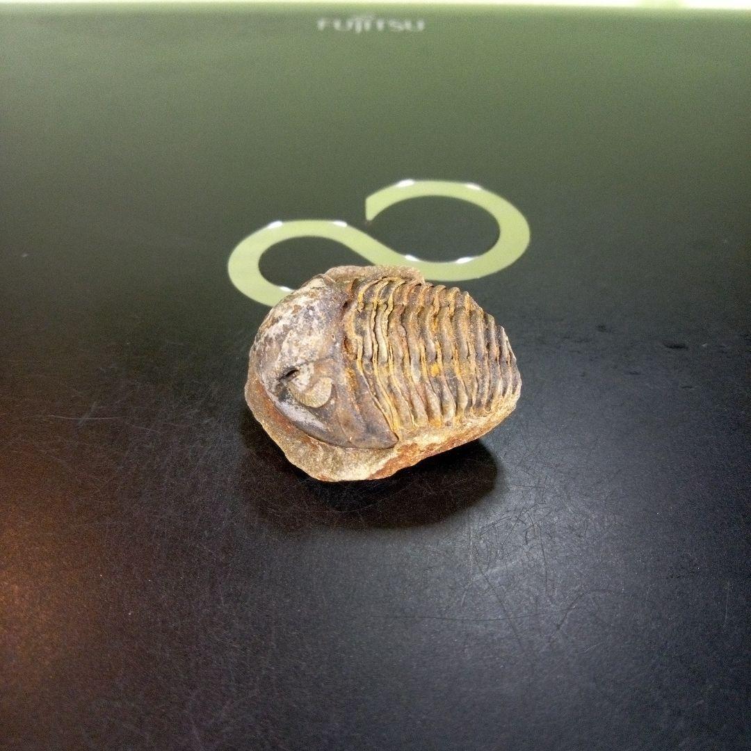 三葉虫　化石　fossil　ボリビア産　trilobite　南アメリカ化石郡⑦