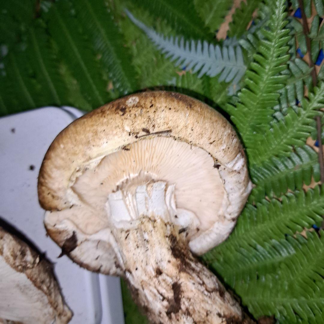 広島県産松茸　233g