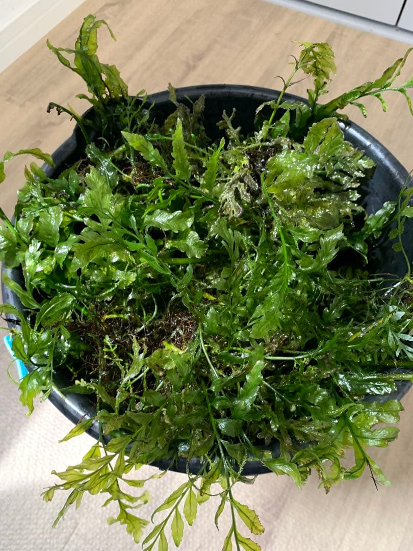 ボルビティスヒュディロティ山盛りセット