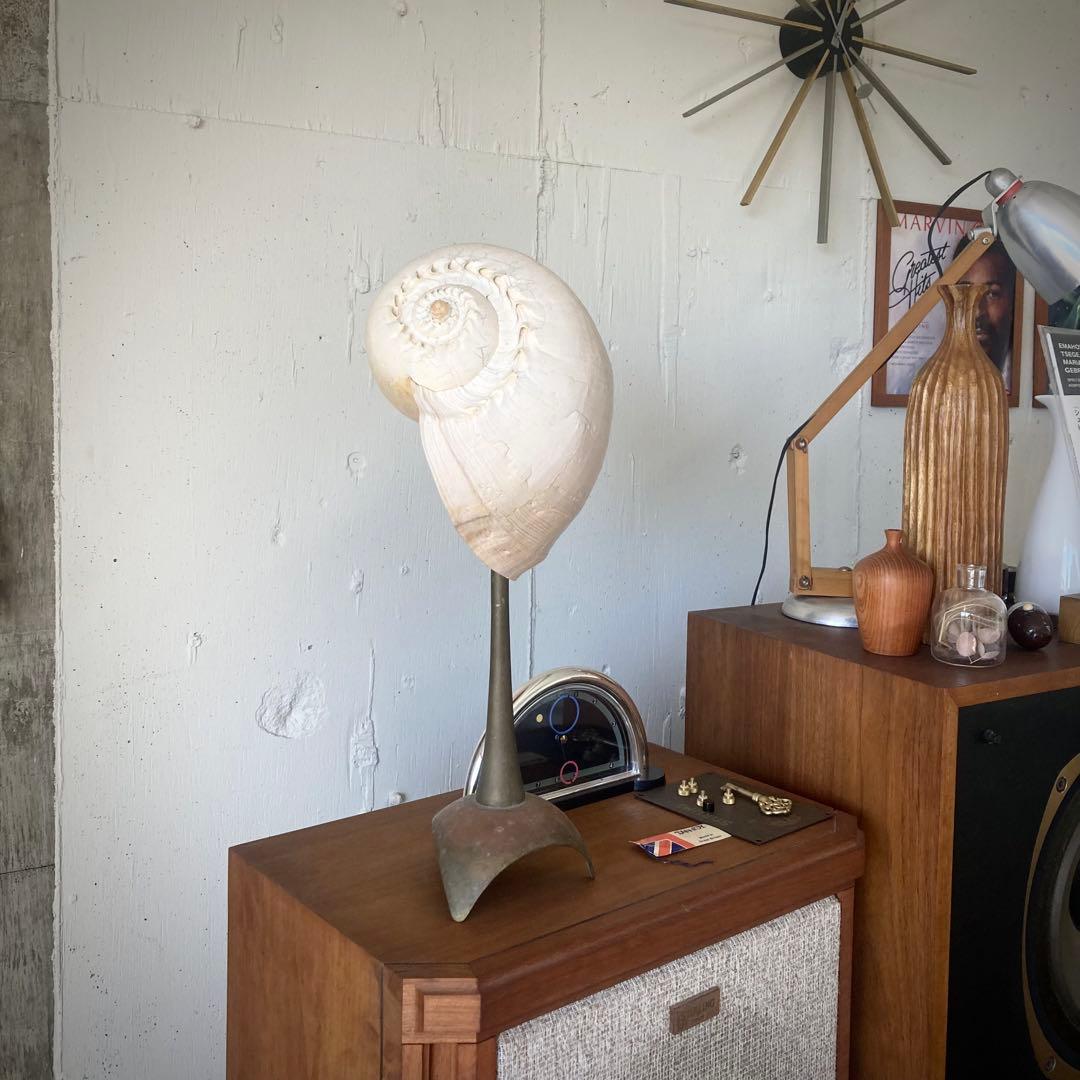 フローデリップヤシガイ　インテリア装飾